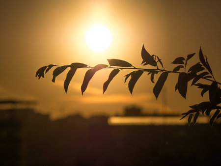 A branch in front of a sunset