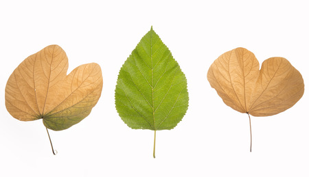Multi-colored autumn. Three beautiful leaves isolated on white background.の写真素材