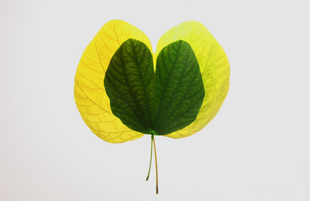 autum leaves-green and yellow, nostalgia and love symbol.の写真素材