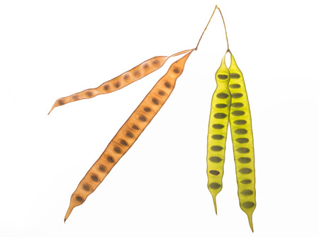 Autumn and love symbol green and brownの写真素材