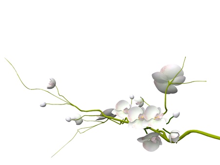 orchid on the white backgroundの写真素材
