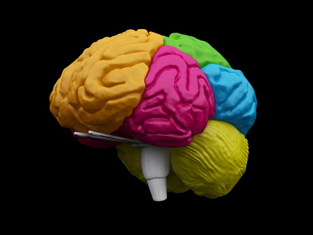 3d brain model on the black backgroundの写真素材