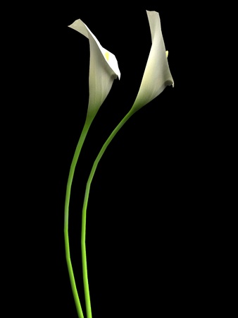 3D callas on the black backgraundの写真素材