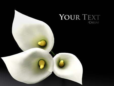 3D callas on the black backgraundの写真素材