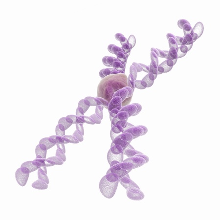 3d chromosome on the white backgroundの写真素材