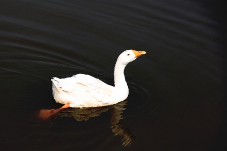 White goose floating in the pondの写真素材