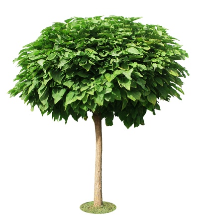 isolated green tree  on a white backgtoundの写真素材