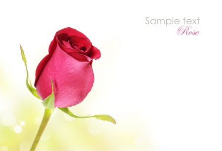 Red rose bud on a white backgroundの写真素材