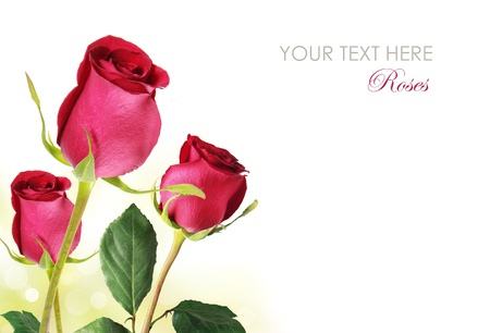 Red roses bouquet on a white backgroundの写真素材