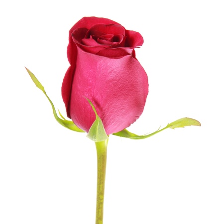 Isolated red rose bud on a white backgroundの写真素材