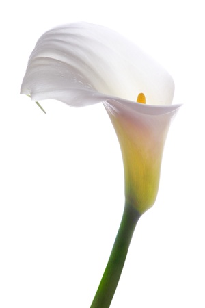 White calla wedding flower on a white backgroundの写真素材