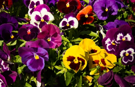 Pansy flower flowerbed on the sun dayの写真素材