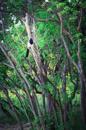 magpie in the fairy forest green lilac treeの写真素材