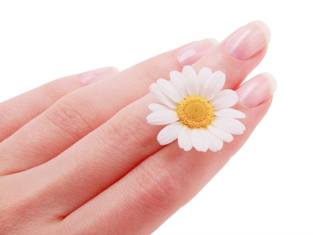 Chamomile in women hand care isolated on a white backgroundの写真素材
