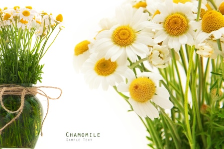 Chamomile flower bouquet herbal on a white backgroundの写真素材
