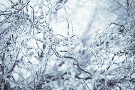 Abstract futuristic winter blue ice tree branch の写真素材