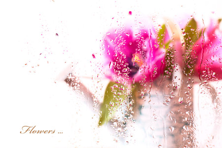 Pink tulip flowers in watering can on a white background for rain drops on glassの写真素材