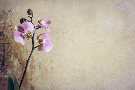 Orchid vintage stile pink flower on old wall background の写真素材