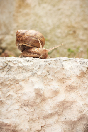 Brown snail slow motion on brown stone summer outdoorの写真素材