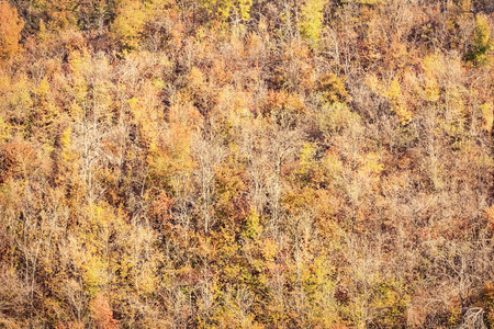 Forest trees yellow autumn golden fall abstract backgroundの写真素材