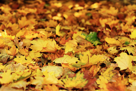 Autumn fall maple red yellow leaves on a ground baclhroundの写真素材