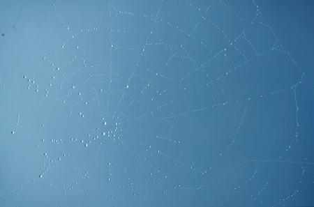 Spider web with fog water drops blue backgroundの写真素材