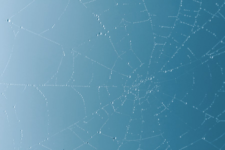 Spider web with fog water drops blue backgroundの写真素材