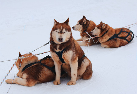 Husky siberian mountain dogs group on a white snow backgroundの写真素材