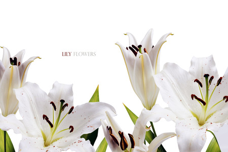 White fragility purity wedding lily bottom flowers on a white backgroundの写真素材