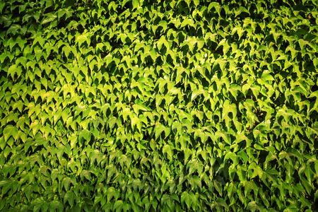 Green leaf plant garden textured wall  backgroundの写真素材
