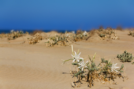 Greece sea beach island travel landscape with white flowersの写真素材