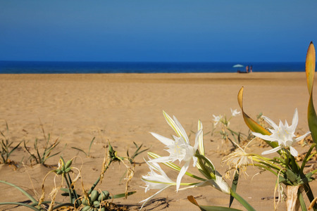 Greece sea beach island travel landscape with white flowersの写真素材