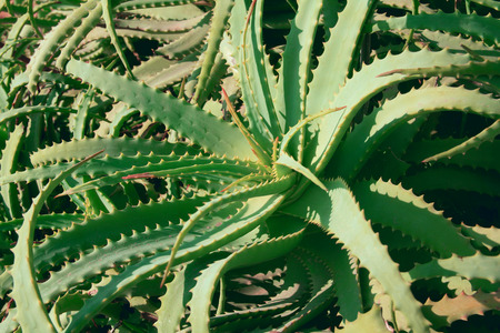 Aloe vera green plant helth spa medicine backgroundの写真素材