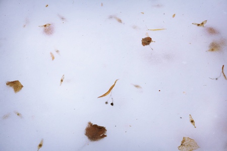 Textured ice blue frozen water with dry leaves winter backgroundの写真素材