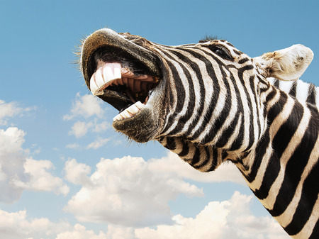 Zebra striped happy laughting with teeth smile on a sky backgroundの写真素材