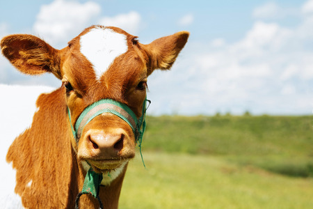 Calf young domestic milk cow on a grass farm pastureの写真素材