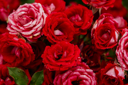 Red fresh garden summer roses backgroundの写真素材