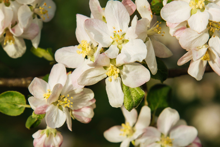 Apple tree pink flowers blossom in spring timeの写真素材