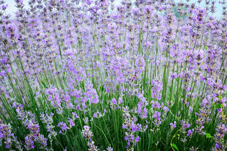 Lavender herbal flowers plant summer Provence field with white blank spaceの写真素材