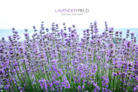 Lavender herbal flowers plant summer Provence field bottom with white blank spaceの写真素材