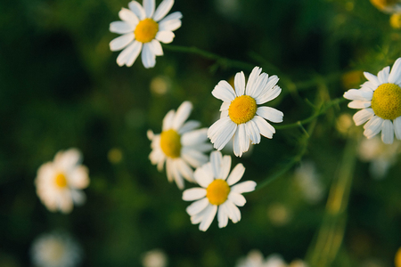 Chamomile plant helfcare herb fresh summer green yellow white backgroundの写真素材