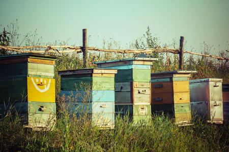 Apiary bee colony honey farm on green grass backgroundの写真素材