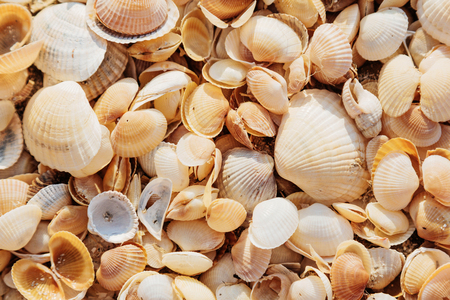 Sea beach shell nature summer textured backgroundの写真素材