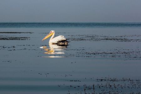 Pelicane wildlife bird  on a water sea backgroundの写真素材