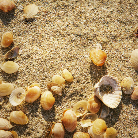 Sea beach shell nature summer textured backgroundの写真素材