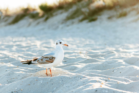 Beach sea seagull white bird with red beak in the sand sun backgroundの写真素材