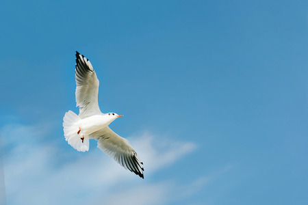 Seagull flying in on the blue sky blank space backgroundの写真素材