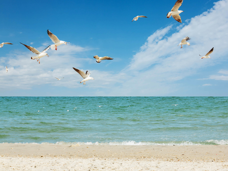 Seagull birds white group flying  fishing above blue sea and sand beachの写真素材