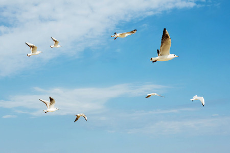 Seagulls white flying group on blue sky backgroundの写真素材