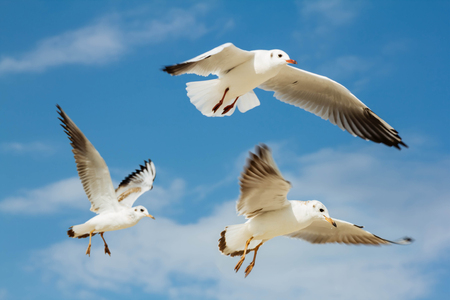 Seagulls white flying group on blue space blank sky backgroundの写真素材